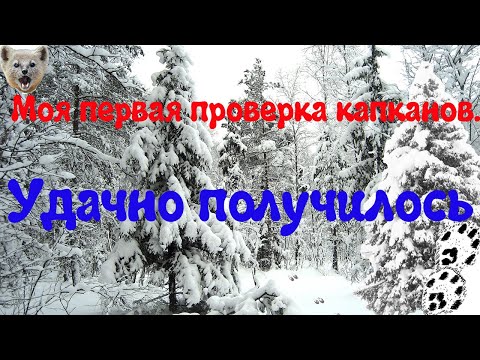 Видео: Охота на Соболя | Капканы: Моя Первая Проверка Капканов. Удачно Получилось