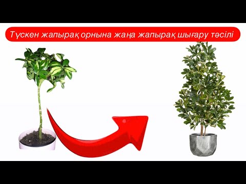 Видео: ШЕФЛЕРА ерекшелігі.Клетка ояту тәсілі#бөлмегүлдері1- бөлім #шефлера #семейныесчастье #гүлдер