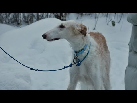 Видео: Русская псовая борзая - облизывается на собак
