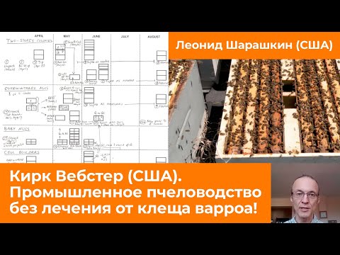 Видео: Промышленное пчеловодство без лечения от клеща Варроа от Кирка Вебстера.