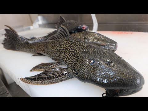 Видео: Я попробовал съесть рыбу, закованную в сталь