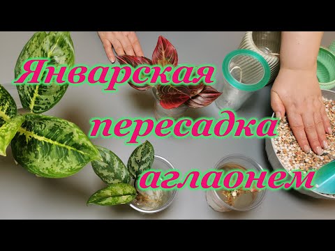 Видео: Январская пересадка аглаонем
