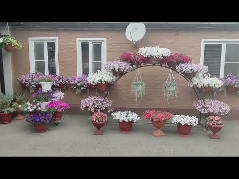 Видео: Как вырастить огромные шары петуний. Мой уход без секретов для шикарного цветения. Ответы на вопросы