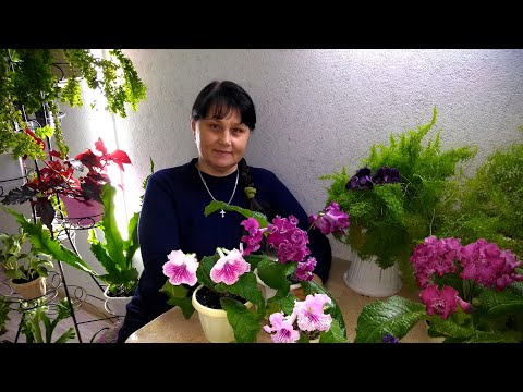 Видео: Моя старая, новая любовь - СТРЕПТОКАРПУСЫ!