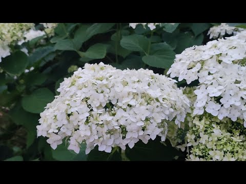 Видео: Цветение древовидной гортензии и не только.Что ещё выращиваем на даче.