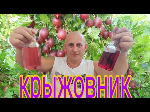 Видео: Настойка на крыжовнике мужская и женская!