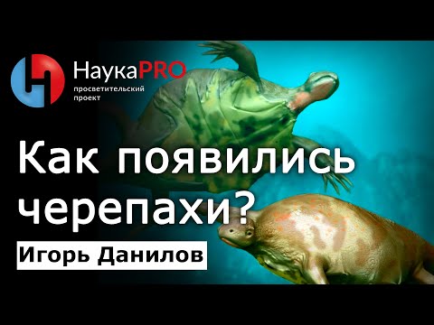 Видео: Откуда взялись черепахи: гипотезы происхождения – Игорь Данилов | Лекции по зоологии | Научпоп