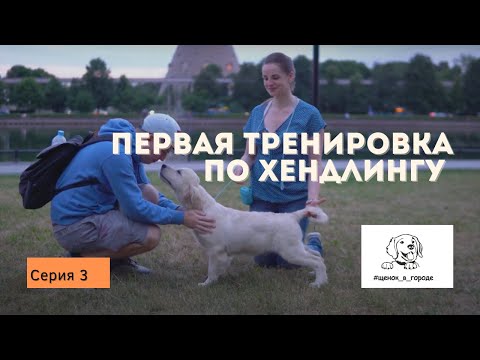 Видео: ЩЕНОК В ГОРОДЕ - 3 серия / Первая тренировка по хендлингу