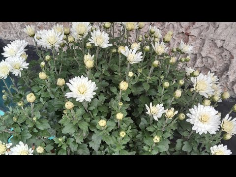 Видео: Як зимувати буде моя мультифлора у відкритому ґрунті?