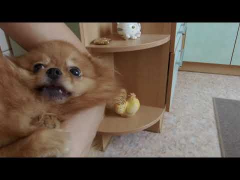 Видео: Померашка Фокси.Беременность (47-50 день).Роды.Щенки.Часть 2