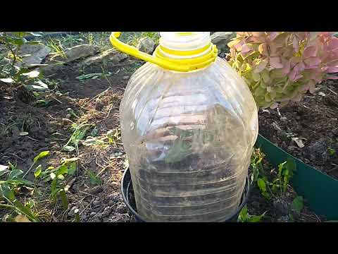 Видео: Как и где будут зимовать черенки роз.