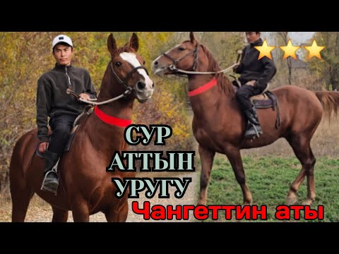 Видео: Кочон балбандын сур атынын уругу😱КЕРНЕЙ КАШКА