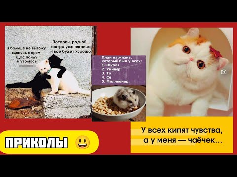 Видео: Меховой аналитик застрял между подушкой и одеялом смешные приколы веселые картинки 😃 и котики 