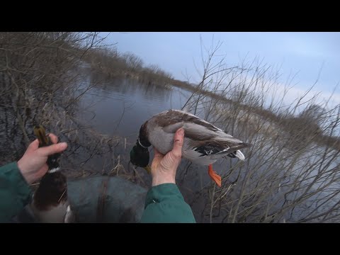 Видео: Открытие весенней охоты с подсадными утками 2023г