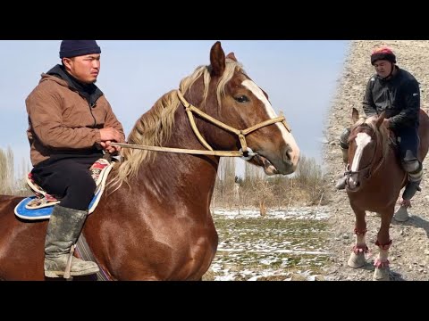Видео: Аерапорт Улагы Далили Менен Сезонго Даяр😱