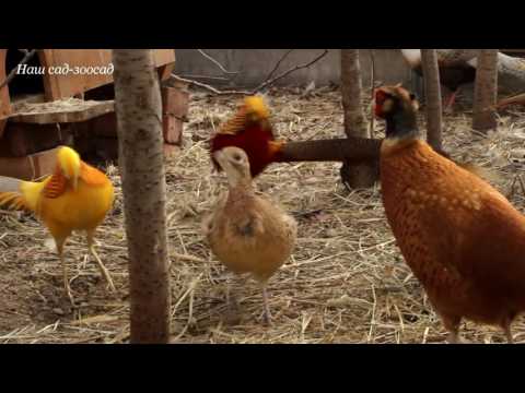 Видео: Золотые фазаны флиртуют