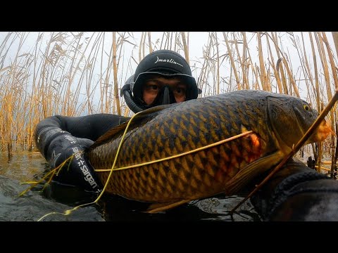 Видео: Не ожидал ее встретить - Подводная охота на сазана в камышах, Аграханский залив / Spearfishing