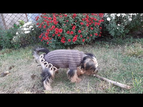 Видео: жилетка вязаная крючком для маленькой породы собак