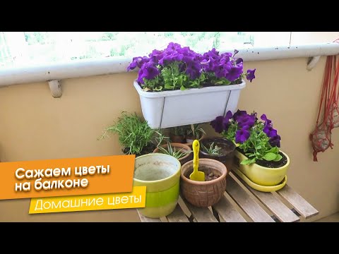 Видео: Сажаем цветы на балконе