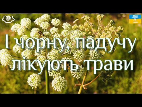 Видео: І чорну, падучу лікують трави