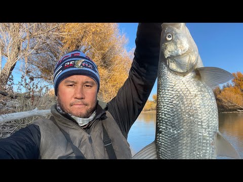 Видео: ЛОВИМ ЖЕРЕХА 🍁 🍂, Рыбалка на Каратале, Талдыкорган. Как поймать жереха. Где искать рыбу.