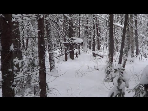 Видео: Охота на Куницу капканами. УДАЧНО! Сезон 23-24г. КУНИЦЫ ХОДЯТ ВЕРХОМ.