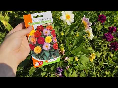 Видео: Вирощування квітки жоржини з насіння