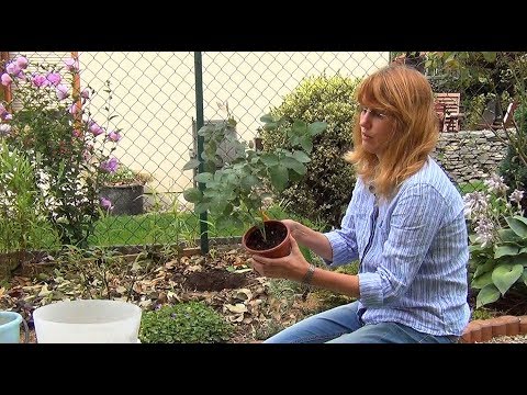 Видео: Роза. Посадка и уход.