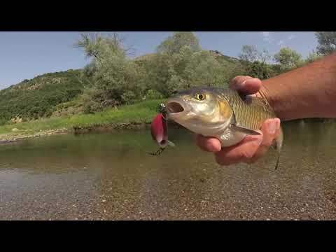 Видео: Риболов на река Арда