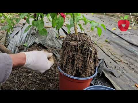 Видео: Как сохранить стебель перца на следующий год, чтобы получить более ранний урожай