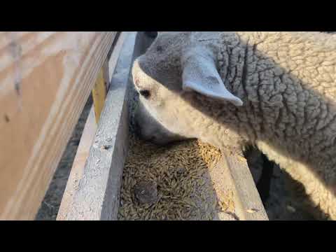 Видео: Как откормить овец?! Набираем вес