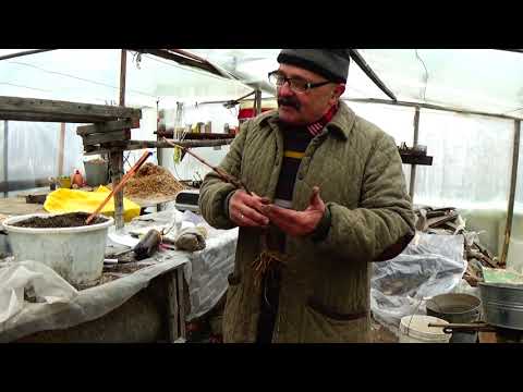 Видео: Любите виноград? Тогда это видео будет вам полезно!