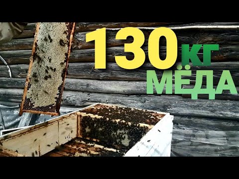 Видео: Лучший кассетный лежак даёт 130кг раннего мёда