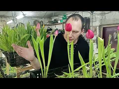 Видео: Выгонка 2023. Сорт Columbus и остатки срезки.