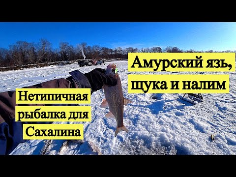 Видео: Амурский язь, щука и налим. Нетипичная рыбалка для Сахалина