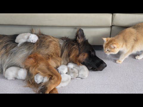 Видео: Мама-кошка была удивлена! Немецкая овчарка заботится о котятах лучше, чем она