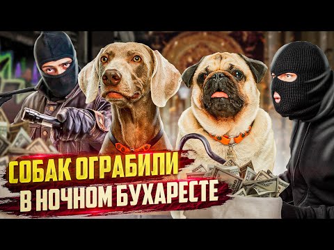 Видео: СОБАК ОГРАБИЛИ В НОЧНОМ БУХАРЕСТЕ😰