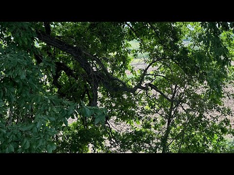 Видео: Ресурсы Вашего Рода❤️