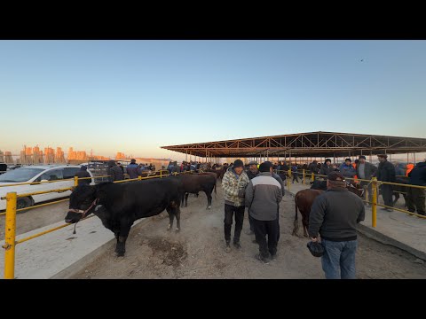 Видео: БЕРУНИЙ ХУКИЗ БОЗОРИ 1 КИСМ 09.11.2025