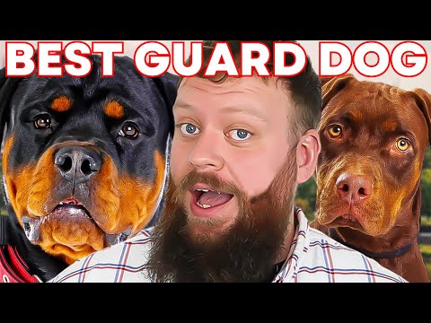 Видео: ЛУЧШИЕ СЛУЖЕБНЫЕ СОБАКИ ДЛЯ СЕМЬИ