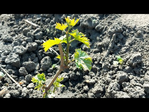 Видео: Наші однорічки винограду 16.05.2025