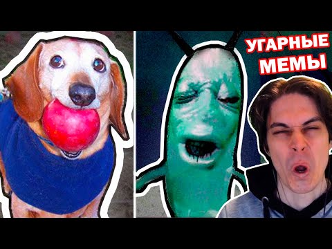 Видео: САМЫЕ СМЕШНЫЕ МЕМЫ! СОБАКА С ЯБЛОКОМ 🍎 и ПЛАНКТОН АААА 😩 — ОТКУДА МЕМ?