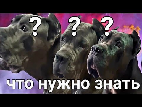 Видео: ЧТО НУЖНО ЗНАТЬ О КАНЕ КОРСО.воспитание и социализация .СТОИТ заводить кане корсо?история породы