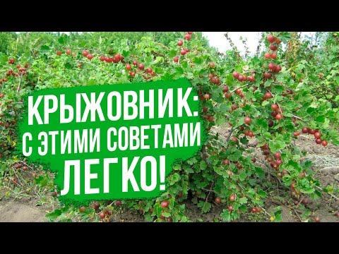 Видео: ВСЕ о выращивании крыжовника. Лучшие сорта крыжовника.