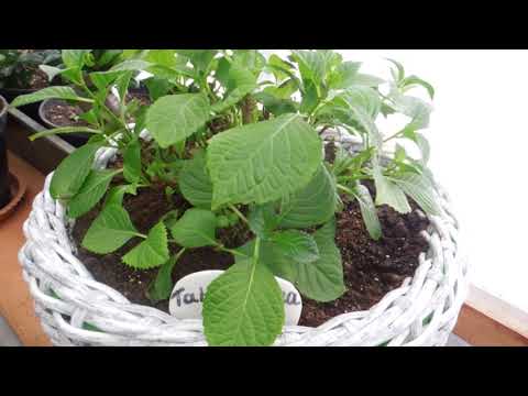 Видео: 02 .03.24. Почему вянет и опадает лист на Таблетензии.