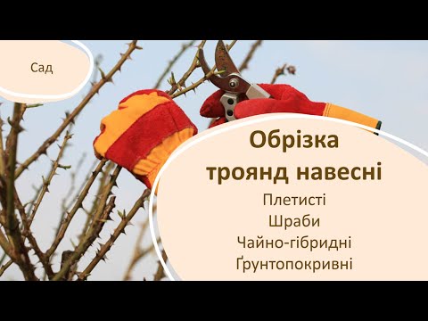 Видео: Обрізка троянд навесні