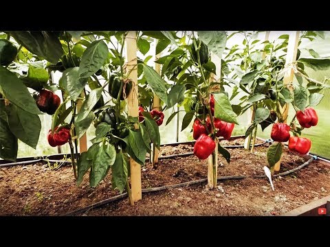 Видео: СЕКРЕТЫ ПО ФОРМИРОВАНИЮ ПЕРЦА! СОВЕТЫ СПЕЦИАЛИСТА!