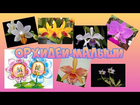 Видео: Орхидеи Мой детский сад 2022