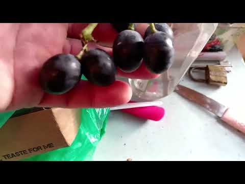 Видео: Виноград в Приморском Крае🍇Альфа🍇 Устарела, дайте что нибудь получше... Пожалуйста👌хоть Юпитер, Джой