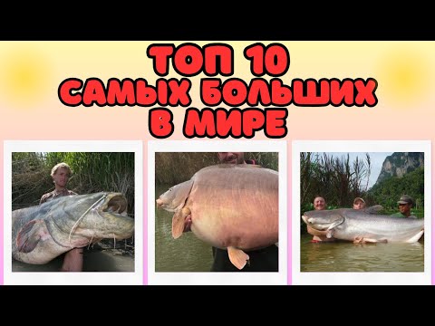 Видео: ТОП 10 САМЫХ БОЛЬШИХ ПРЕСНОВОДНЫХ РЫБ В МИРЕ! Их размеры поражают!